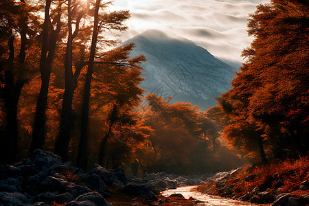 秋季丛林背景图片