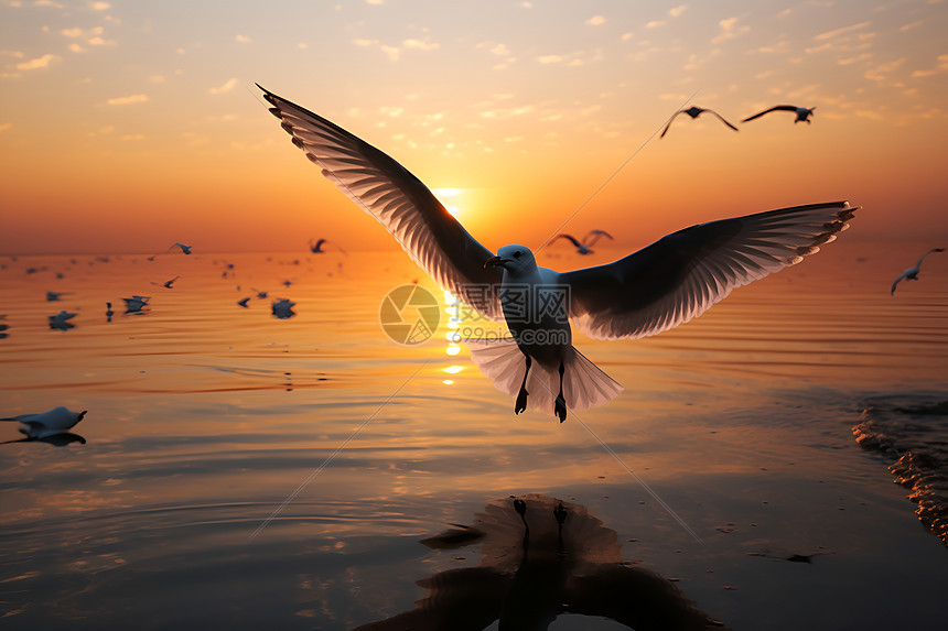 日落时的飞鸟图片