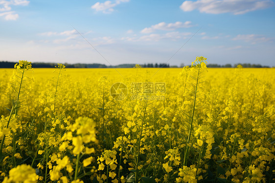 黄色农田图片