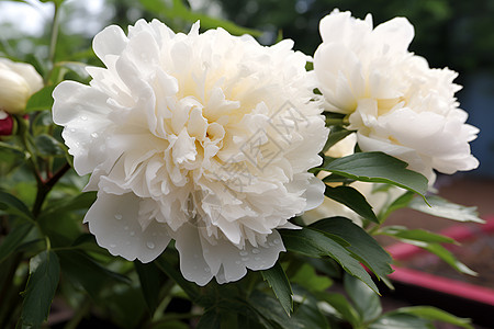 盛开的白色牡丹花图片