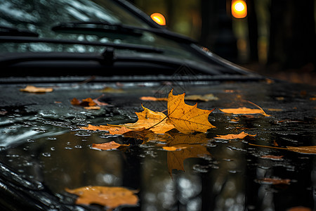 雨夜的落叶图片