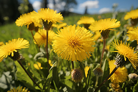 春天的黄色花朵图片