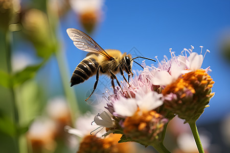 蜜蜂集花蜜图片