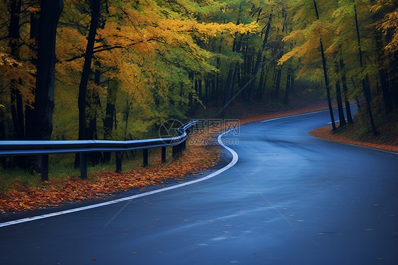 秋季丛林中的道路图片