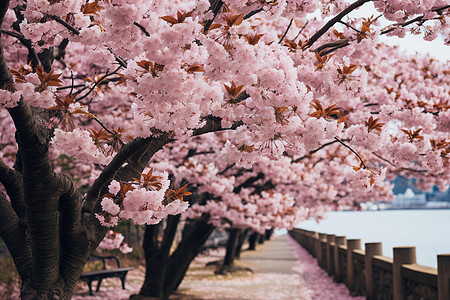 樱花树下的河流图片