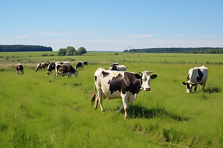 乡村牧场上一群奶牛图片