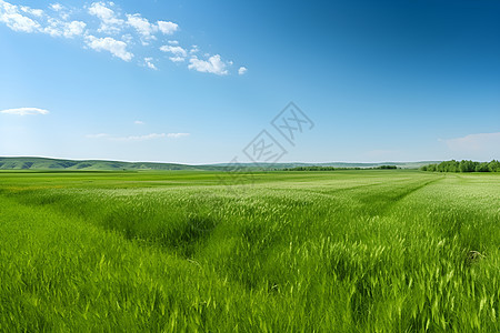 美丽的绿草原和蓝蓝的天空背景图片