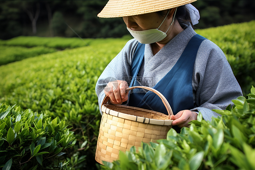 茶园里采茶的女性图片