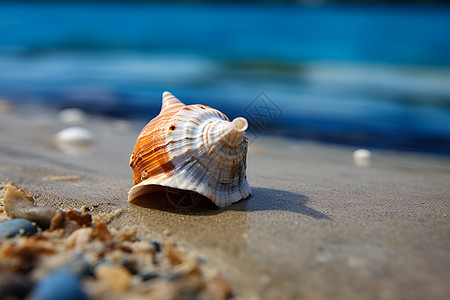 户外沙滩上的海螺图片