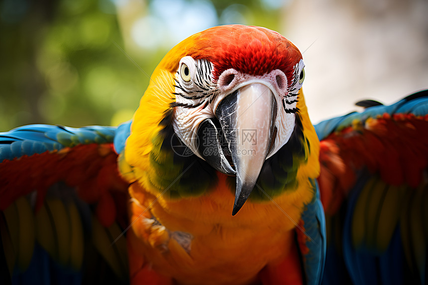 热带丛林中一只开心展翅的多彩鹦鹉图片