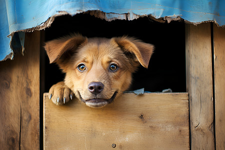 狗狗从木窗户里张望背景图片