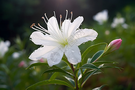 夏日盛开的花朵图片