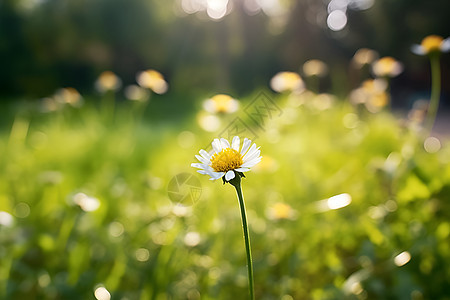 草地上一朵雏菊图片