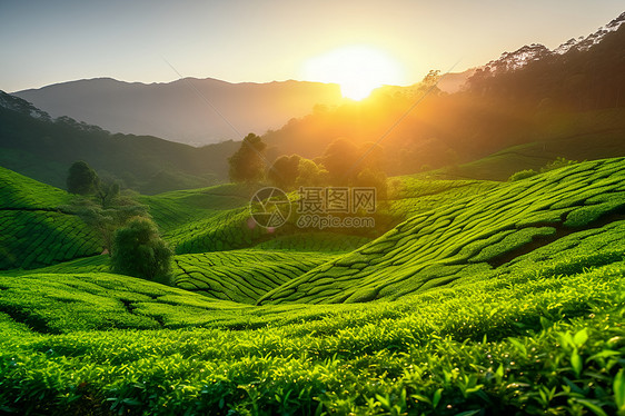 日出时分的茶园图片