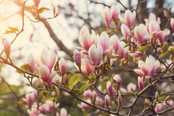 阳光下的粉色花树图片