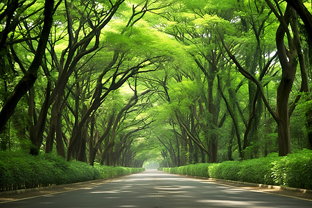 公园小道森林间的道路背景