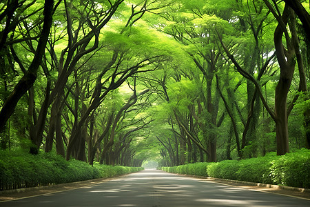 森林间的道路图片