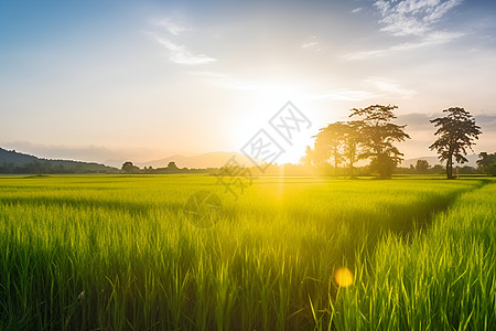 欧式田园夏日田园和绿色的水稻田背景