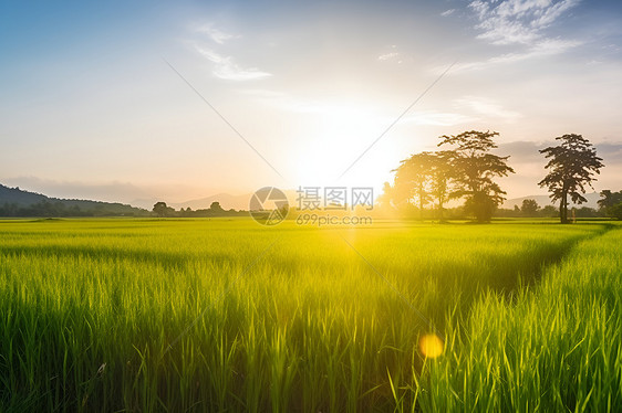 夏日田园和绿色的水稻田图片