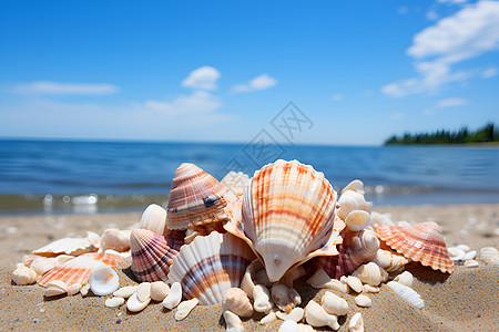 海滩美丽的贝壳图片