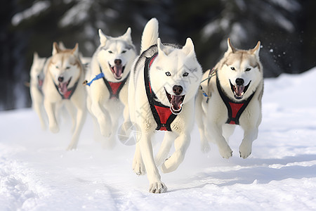 冰雪奔跑的雪橇犬背景图片