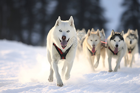 冬季雪地中的雪橇犬图片