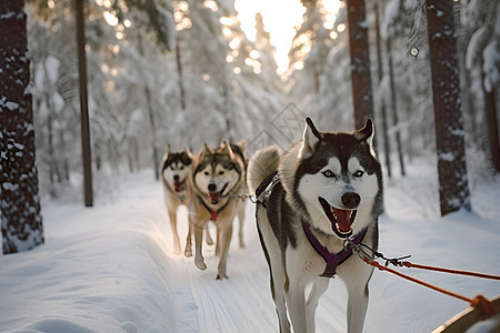 冬季雪地中的雪橇犬背景图片