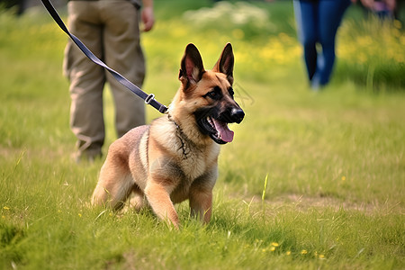 忠诚伴侣的德国牧羊犬图片