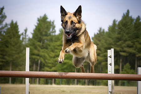 欢乐跳跃障碍物的宠物狗狗图片