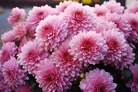 花园绽放的粉色菊花图片