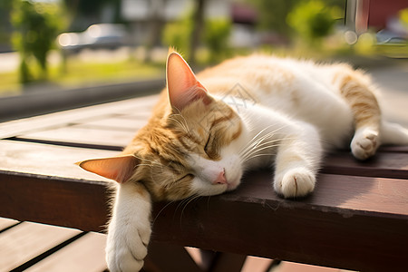 公园长椅上睡觉的猫咪背景图片