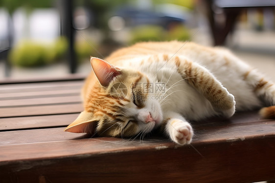 长椅上睡觉的猫咪图片