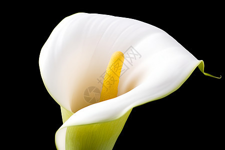 柔软的白色百合花图片