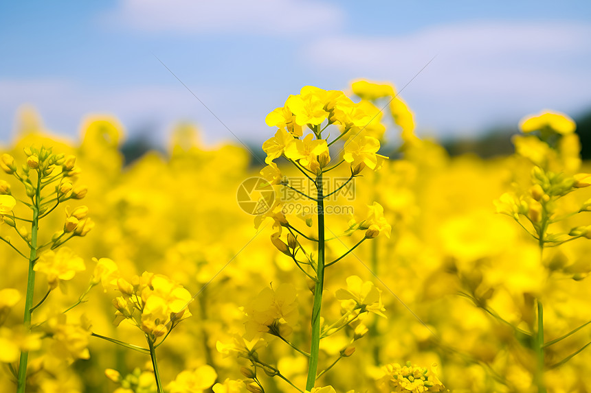 乡村农业种植的油菜花田图片