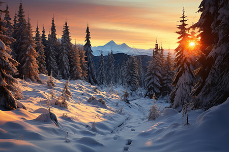 充满积雪的松树林背景