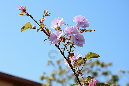 树枝上的粉色花朵背景图片