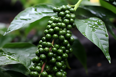 植物雨滴新鲜的绿色果实背景