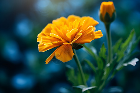 花园绽放的万寿菊花朵图片