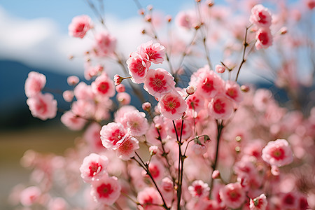 山中瑰丽的花朵图片