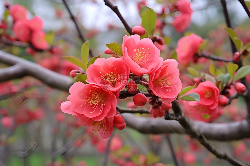 公园里的梅花图片