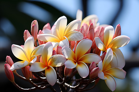 美丽的热带花朵图片