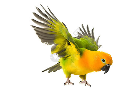 一只展翅欲飞的黄绿鹦鹉侧着头照片中充满活力图片