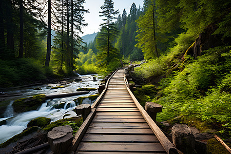 森林河边的木制栈道背景图片