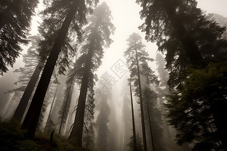 森林中的迷雾背景图片