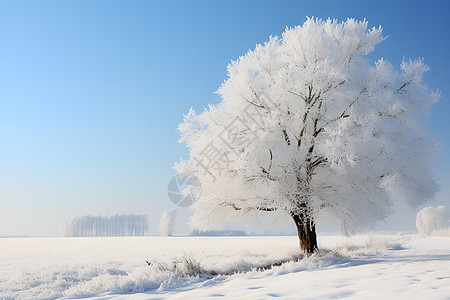 积雪山坡上的孤树图片