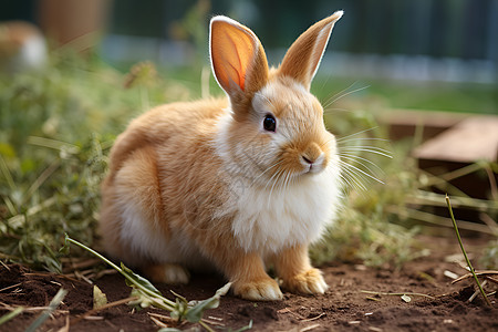 户外草地上可爱的兔子图片