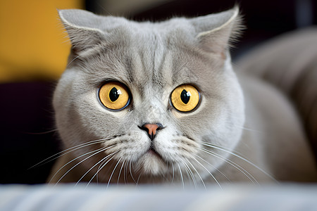 可爱的宠物灰猫图片