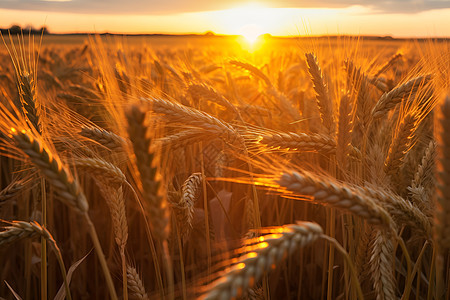 田野中丰收的麦子背景图片