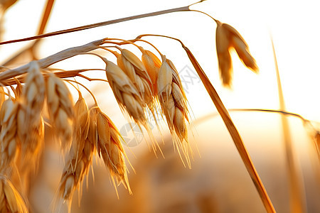 田地中丰收的麦子图片
