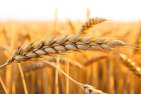 麦田中丰收的小麦背景图片